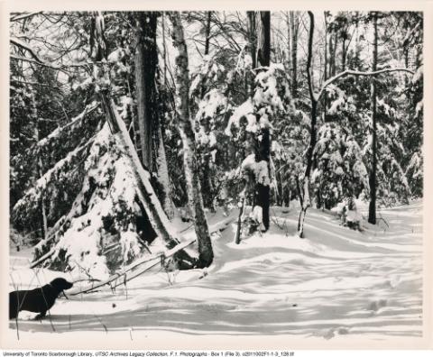 Winter Scene in Highland Creek Ravine