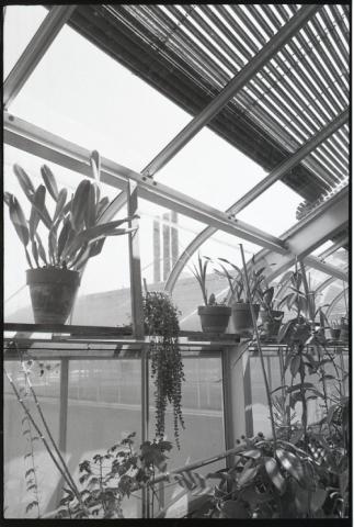Interior of greenhouse and plants