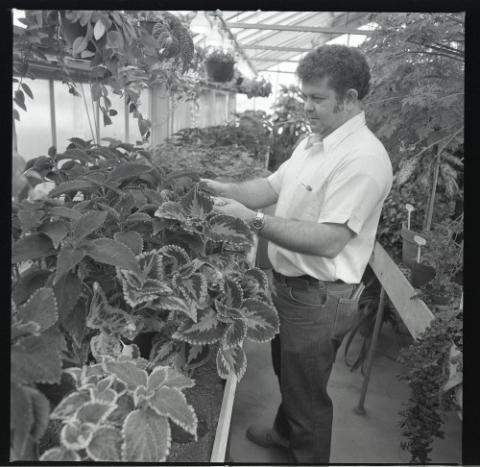 Ron Beckstead, horticulturalist, inside greenhouse