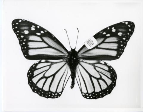 Photograph of monarch butterfly specimen