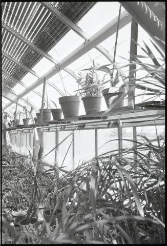 Interior of greenhouse and plants