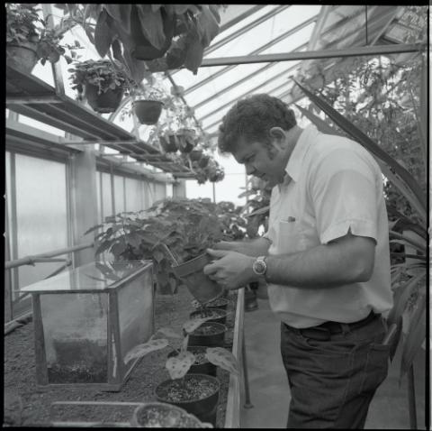 Ron Beckstead, horticulturalist, inside greenhouse