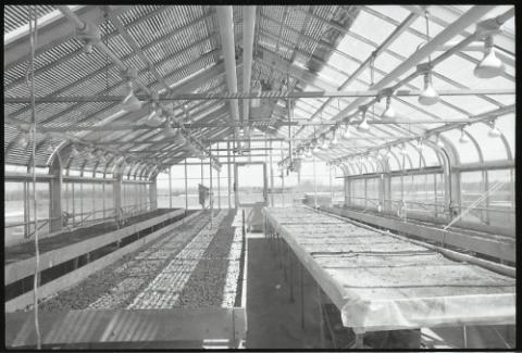 Interior of empty greenhouse