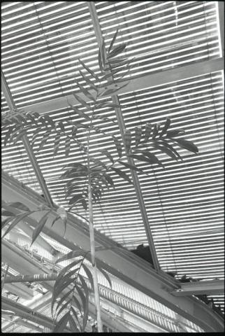 Interior of greenhouse and plant
