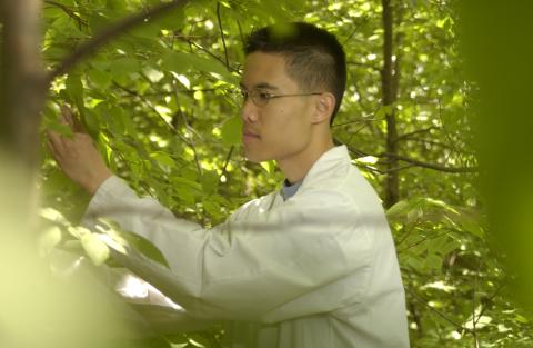 Student Looking at Trees, Leaves, Environmental Studies Program, Promotional Image