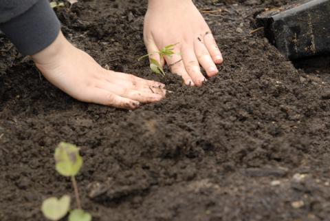 Hands Planting Plant in Soil