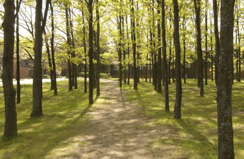 Wooded Grove by Residence Centre