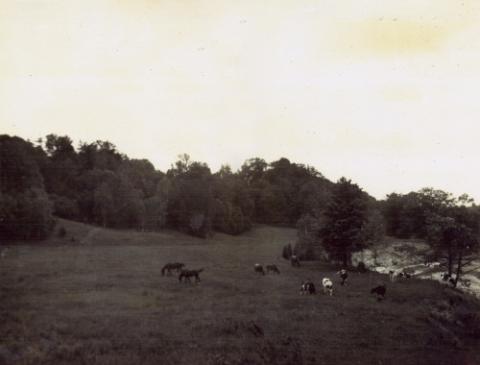 Historical Photograph, Horses and Cows on Grass by Creek