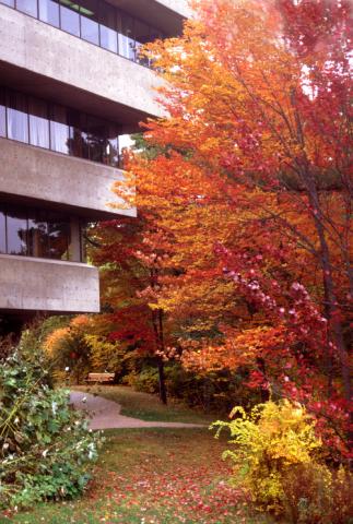 H-Wing Patio, View of Tree with Fall Foliage