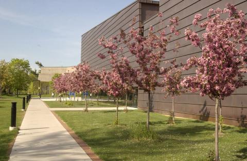 Flowering Crab Apple Trees, East Side, Academic Resource Centre (ARC)