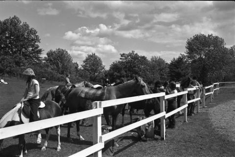 Horses Lined Up By Fence at Horse Show