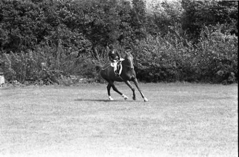 Rider and Horse in Grassy Field